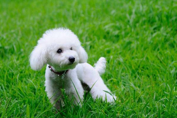 贵宾犬多只吃肉会对毛色好吗？从营养过来分析下(图1)