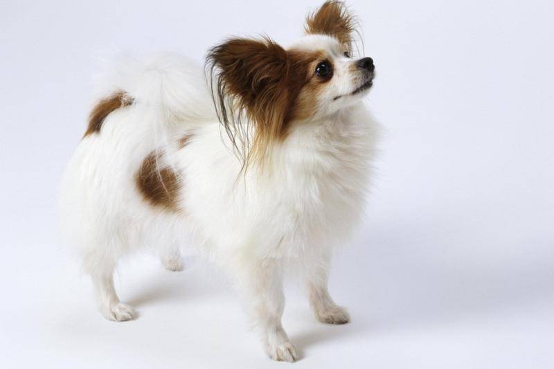 蝴蝶犬和贵宾犬哪个好？不综合比一下怎么知道(图1)