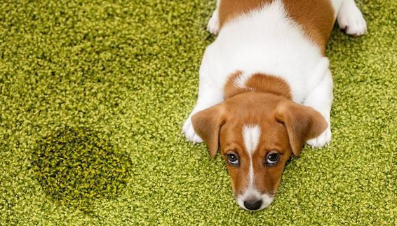 狗狗的尿尿咋如何处理才没异味？试下这几种方法(图1)