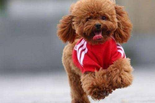 贵宾犬和泰迪是一个品种吗？很有可能大家都有点误会(图2)