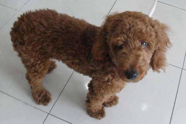 贵宾犬和泰迪是一个品种吗？很有可能大家都有点误会(图3)