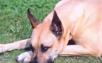 狗狗压力太大的要注意表现 中了三个以内 你也要查了(图2)