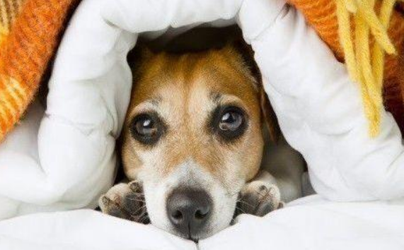 留意了！狗狗抖个不停不仅仅四肢冰凉 还城就会是“重病在床”(图1)