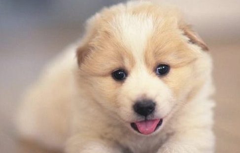 狗狗拉稀怎么办？铲屎官请看上来(图1)