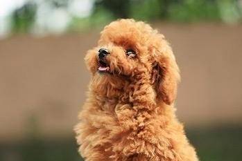 贵宾犬睡觉打呼噜怎么办啊？你得要得出答案具体原因(图1)