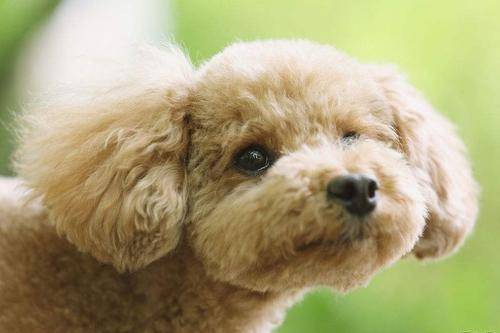 贵宾犬睡觉打呼噜怎么办啊？你得要得出答案具体原因(图3)