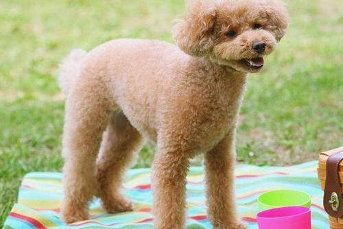 怎么给贵宾犬洗澡 工具方法完全不一样都不能少(图3)