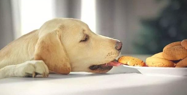 传说故事的“狗中吃货” 可以养活起的全是富豪(图1)