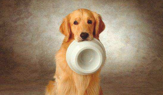 传说故事的“狗中吃货” 可以养活起的全是富豪(图2)