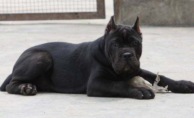 狗狗螨虫会传染给给人吗？这是很有可能的(图3)