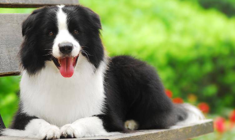边境牧羊犬的颜色？生活常见的就这几种(图1)