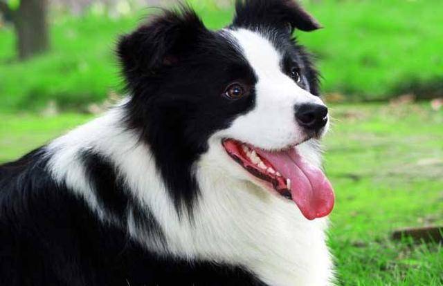 边境牧羊犬的颜色？生活常见的就这几种(图3)