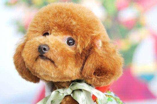 狗狗口中发出呜呜呜呜呜的声音 注意一点那些细碎的动作(图2)