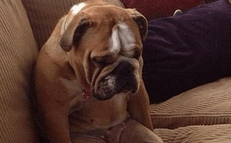 文化教育小狗别用这5种方式 否则它是有不会很喜欢你(图2)