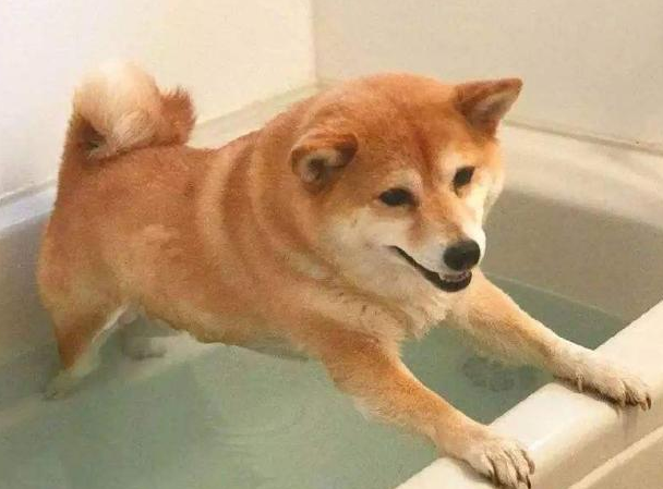 文化教育小狗别用这5种方式 否则它是有不会很喜欢你(图1)