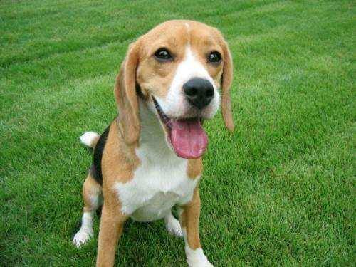 法国斗牛犬能长多大？两个标准的“小子”(图3)