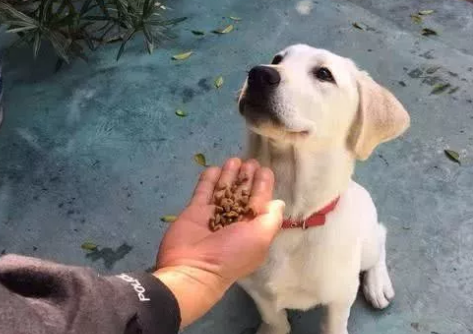 如果能你给足这个东西 狗狗会想一辈子代你出死力(图2)