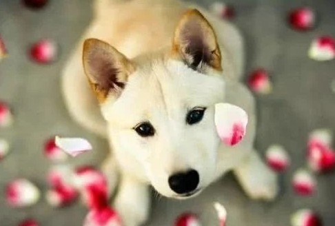 如果能你给足这个东西 狗狗会想一辈子代你出死力(图1)