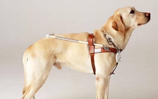 养导盲犬注意什么？导盲犬该要如何训练什么(图1)