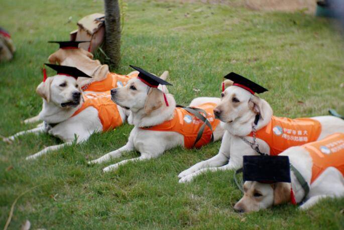 养导盲犬注意什么？导盲犬该要如何训练什么(图2)