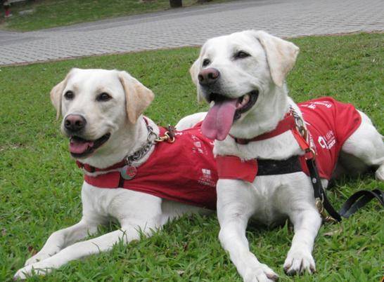 养导盲犬注意什么？导盲犬该要如何训练什么(图3)