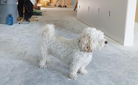 狗狗要杜绝的物件 光第一类就许多人不在乎(图2)