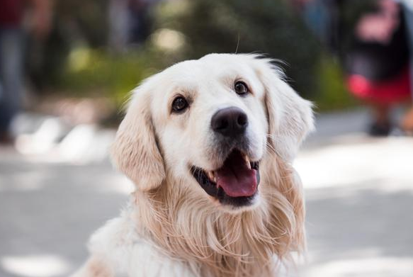 狗狗要杜绝的物件 光第一类就许多人不在乎(图1)