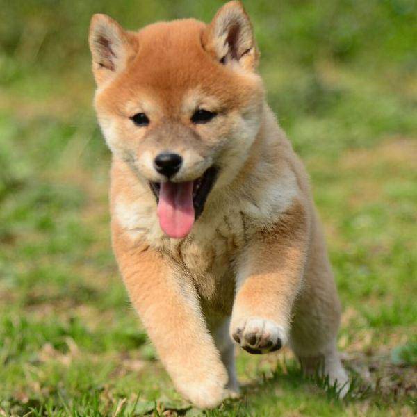 犬瘟初期症状 幼犬狗狗请注意(图2)