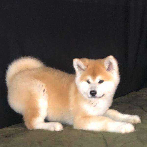 犬瘟初期症状 幼犬狗狗请注意(图1)