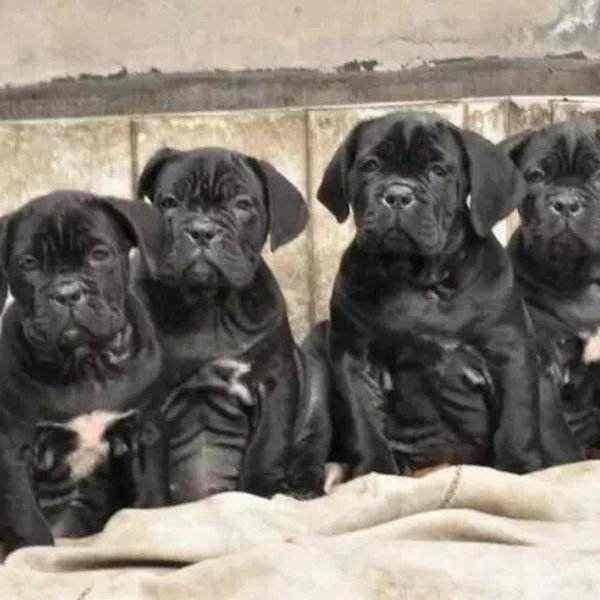 犬瘟初期症状 幼犬狗狗请注意(图3)