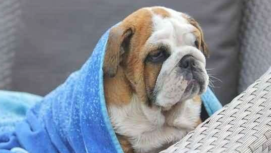 冬季即将尚未到来 该怎么才能给狗狗开展保暖？(图1)