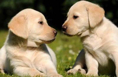 拉布拉多缺点大解读一 没看你还想养吗(图2)