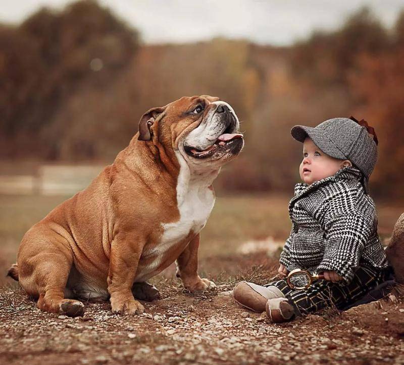 斗牛犬长什么样？看过这篇你就知道了(图2)