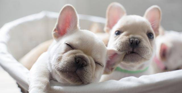 斗牛犬长什么样？看过这篇你就知道了(图3)