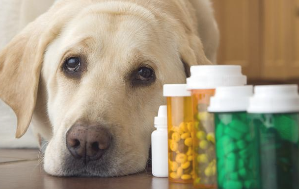 狗狗感冒的5种病症 铲屎官可以能够掌握(图1)