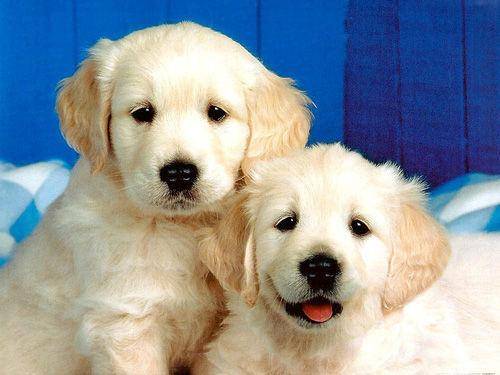 狗狗也可以吃南瓜吗？虽能可食用但别太(图2)