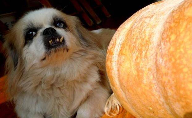 狗狗也可以吃南瓜吗？虽能可食用但别太(图3)