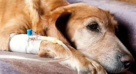 宠主再爱狗狗 也不能对狗狗做这个事 只会害了狗狗(图1)