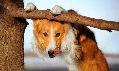 宠主再爱狗狗 也不能对狗狗做这个事 只会害了狗狗(图2)