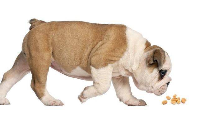 狗可不可以吃花生吗？比较好吃别不要贪多(图2)