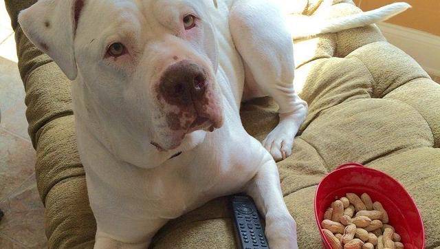 狗可不可以吃花生吗？比较好吃别不要贪多(图3)