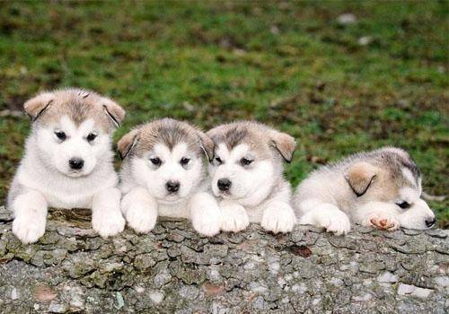 狂犬病单p症状 那些个症状可以注意一点(图1)