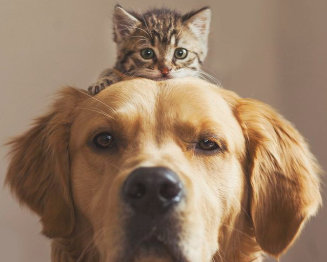 狗吃宠物肠胃宝有什么用？宠物肠胃宝有哪些地方独到之处？(图1)