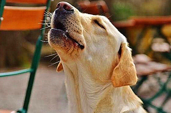 为什么不狗狗有的时候会像狼往日哀嚎？来知道一点下吧(图1)