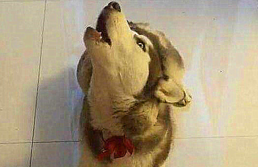 为什么不狗狗有的时候会像狼往日哀嚎？来知道一点下吧(图2)