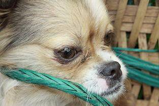 狗狗有泪痕咋办？必须得先弄清楚缘由(图1)