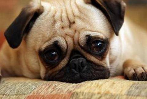 狗狗有泪痕咋办？必须得先弄清楚缘由(图3)