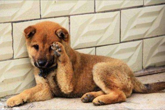 土狗可以不当宠物狗养吗？不过是可以的啊(图1)