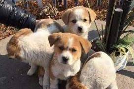 土狗可以不当宠物狗养吗？不过是可以的啊(图2)