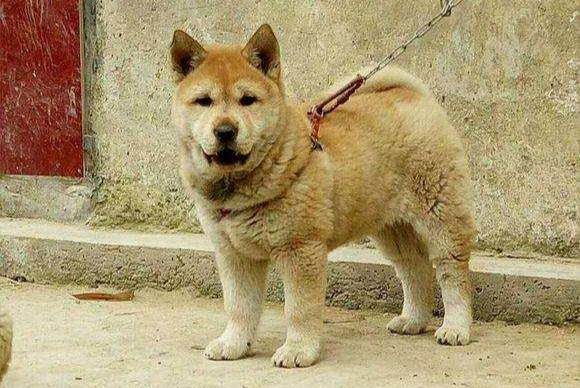 土狗可以不当宠物狗养吗？不过是可以的啊(图3)